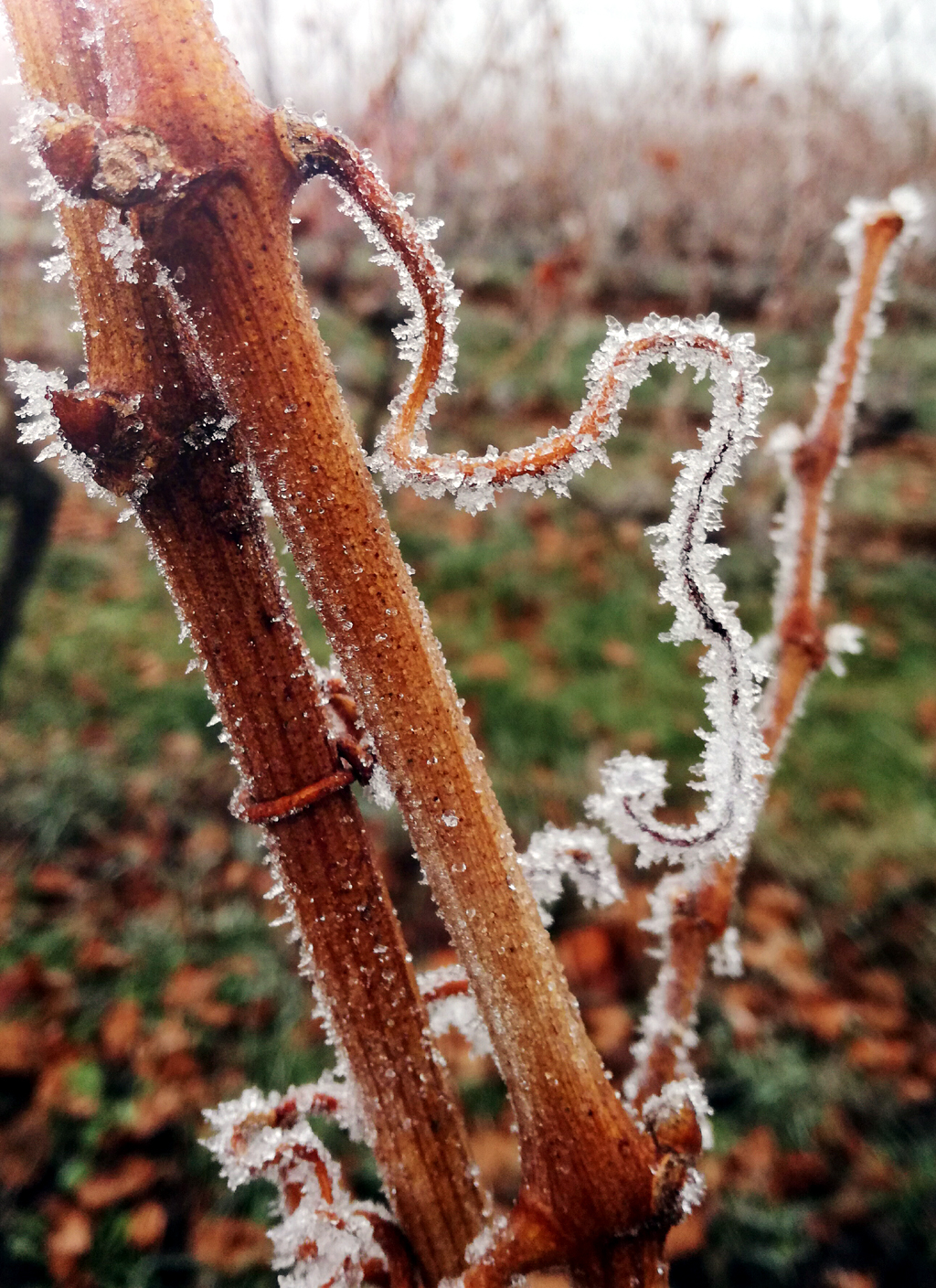 Frost hat im Dezember 2016 mit dem Weinstock auch diese Aufnahme mitgestaltet.