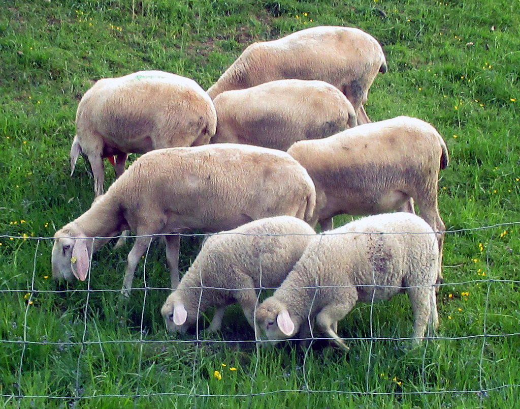 Zur Landwirtschaft im Rupertiwinkel gehört auch die Schafshaltung.