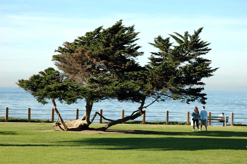Vom Wind gebeugt: An der Pazifikküste bei La Jolla nördlich von San Diego.