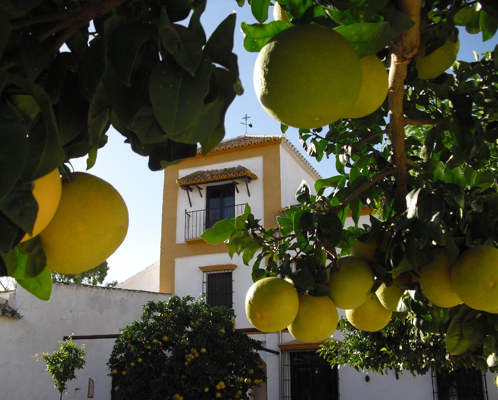 Auf einer Hazienda im Hinterland von Málaga. Foto: Koch