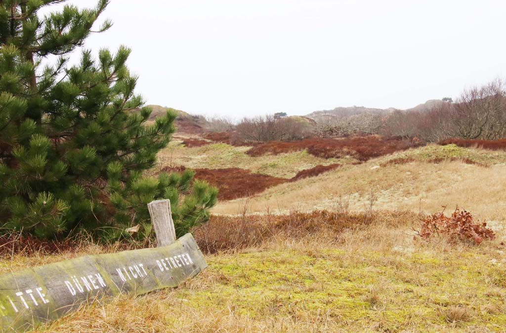 Im Herbst bestimmen die Farben der Heide das Landschaftsbild.