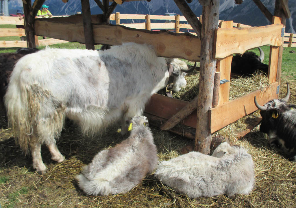 Yaks im Gehege auf dem Kronplatz: Auch Reinhold Messner züchtet diese Tiere.