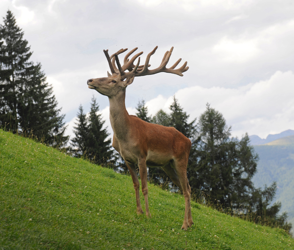 Kein Standbild: Die Natur ist in den Bergen noch lebendig.