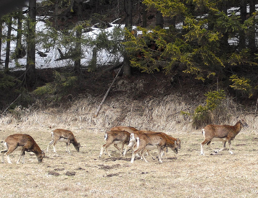 Tierisch: So wild ist das Wild manchmal gar nicht.
