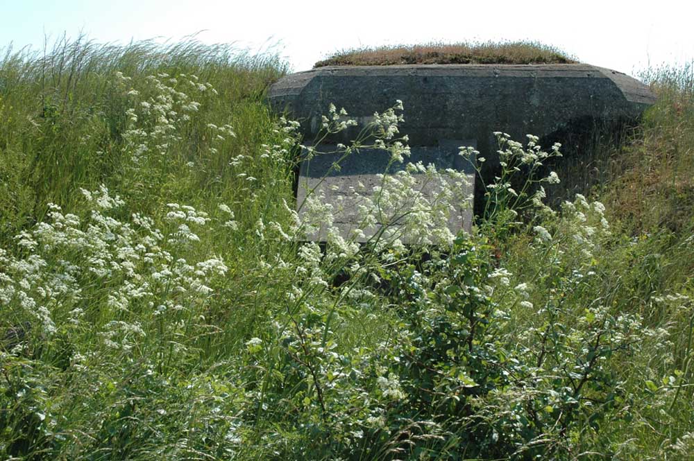 Die Natur holt sich zurück, was Betonbunker ihr am Eingang des Öresunds genommen haben.