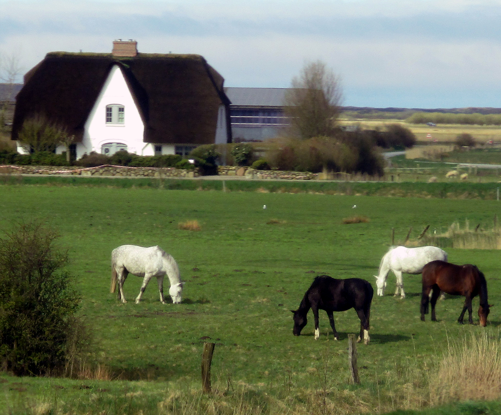 Nordfriesische Landschaft während der Fahrt über den Hindenburgdamm.