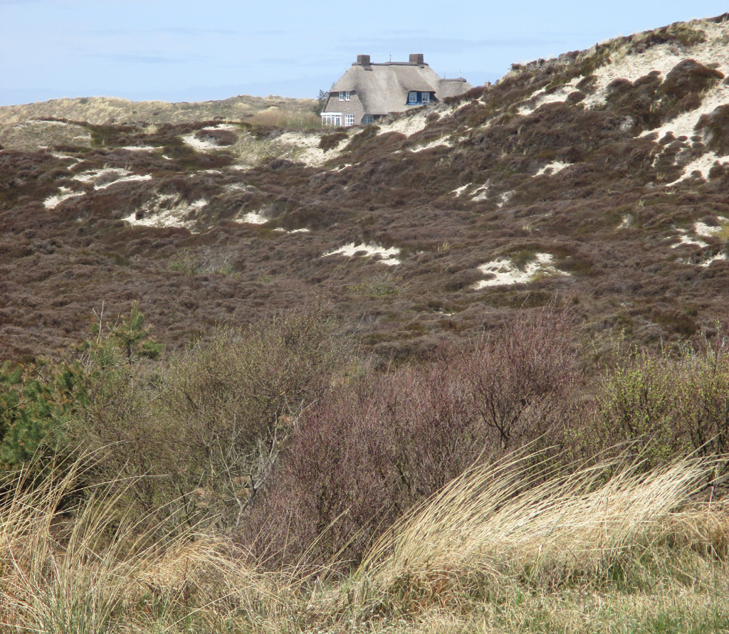 Überwachsene Dünenlandschaft auf dem Weg nach List.