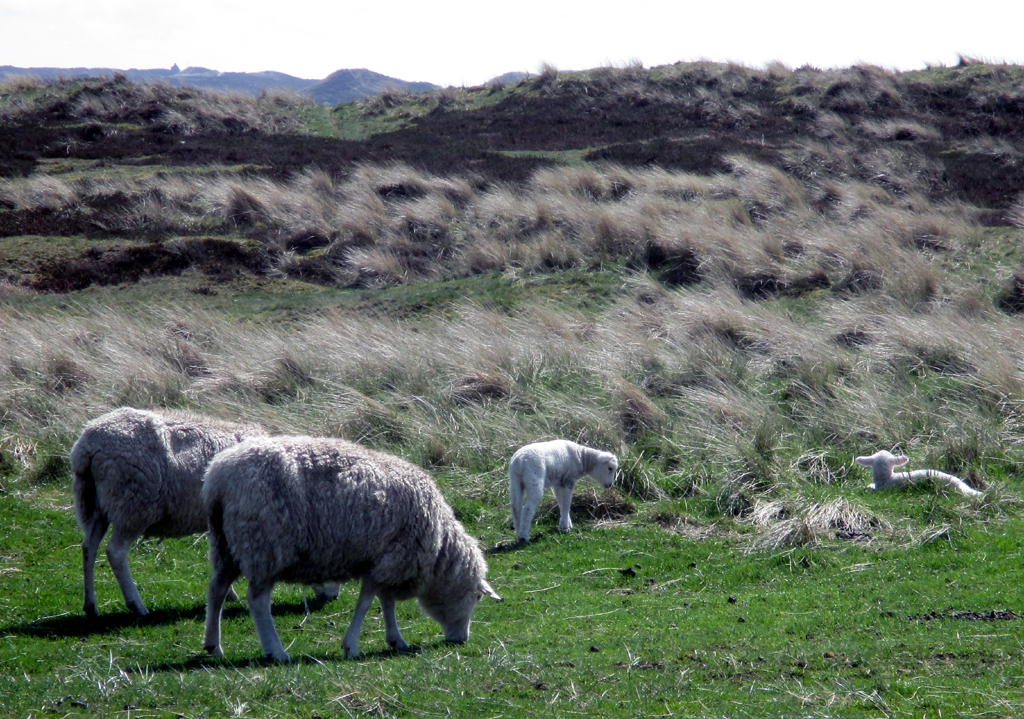 Schafe in der Ellenbogener Dünen- und Heidewelt.