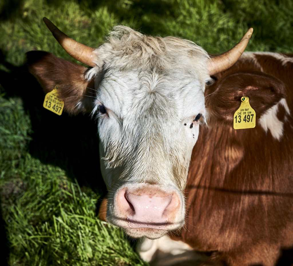 Wie kann man nur, mag sie sich am Wegrand fragen, auf Berge radeln? Foto: Kraus
