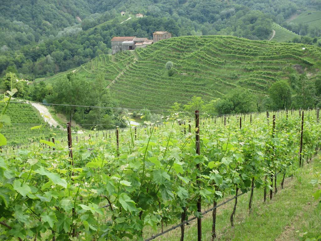 Im hügeligeren Hinterland des Veneto werden meist weiße Trauen angebaut.