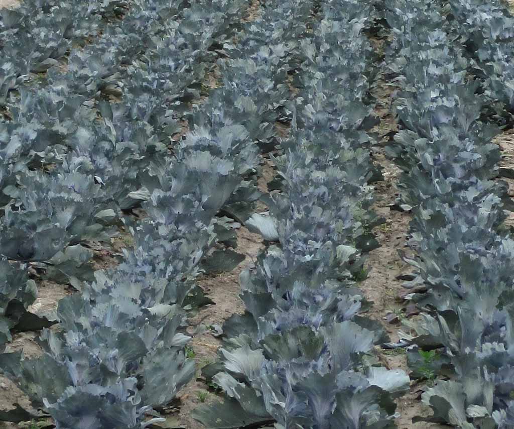 Kohl vor der Ernte: Fruchtbar ist das Umland von Warschau auch.