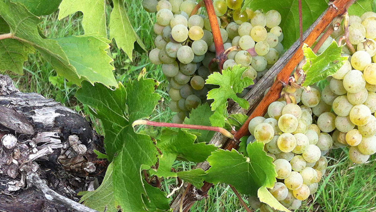 R-Mosel Wein 1